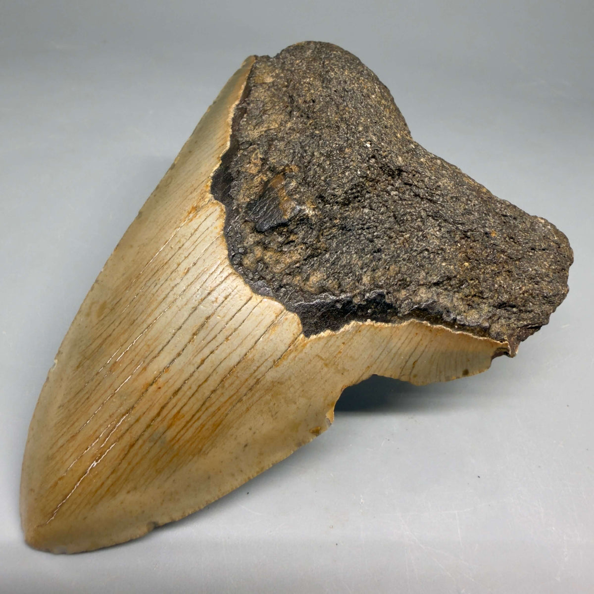 Front Right View Colorful 4.20" Authentic Megalodon Tooth – North Carolina Fossil | Carcharocles megalodon megalodonteeth.com CM6649