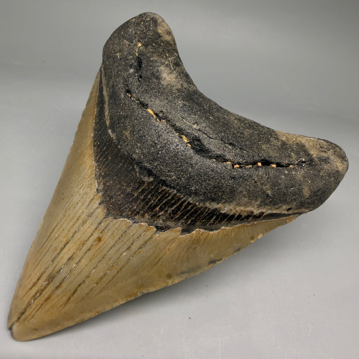 Front Right View Colorful 4.23" Authentic Megalodon Tooth – North Carolina Fossil | Carcharocles megalodon megalodonteeth.com CM6654