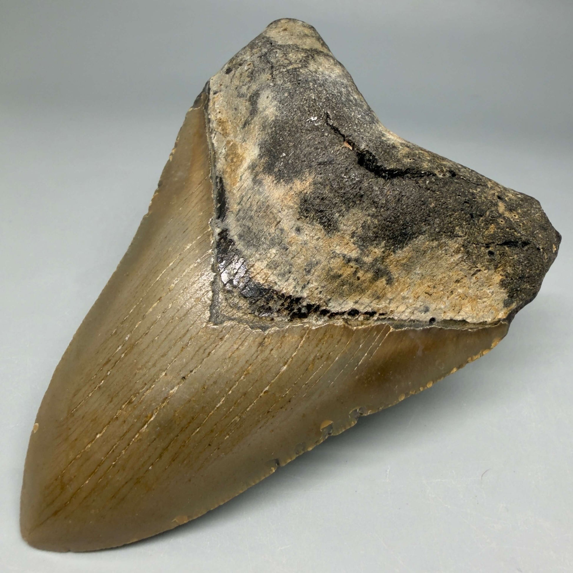 Front Right View Colorful 4.24" Authentic Megalodon Tooth – North Carolina Fossil | Carcharocles megalodon CM6473