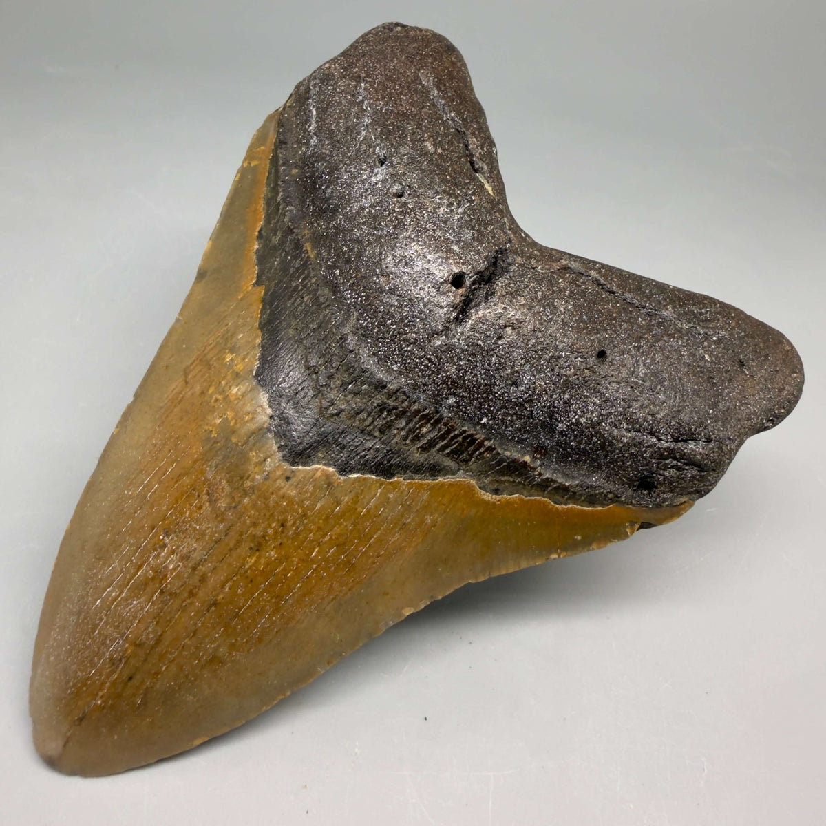 Front Right View Colorful 4.24" Authentic Megalodon Tooth – North Carolina Fossil | Carcharocles megalodon megalodonteeth.com CM6652