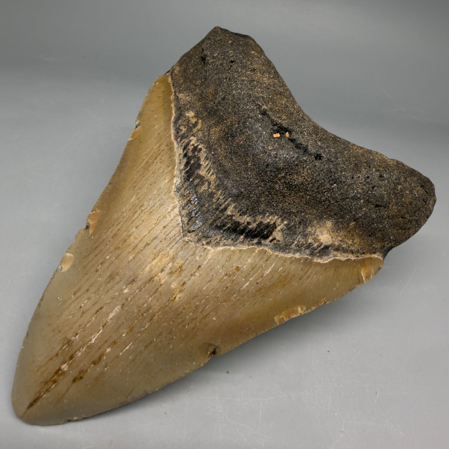 Front Right View Colorful 4.37" Authentic Megalodon Tooth – North Carolina Fossil | Carcharocles megalodon megalodonteeth.com CM6653