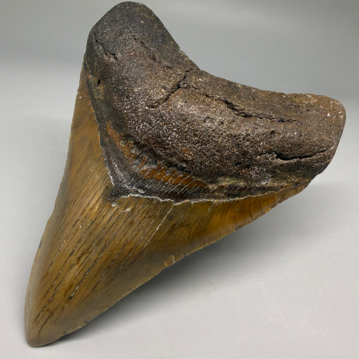 Front Right View Colorful 4.41" Authentic Megalodon Tooth – North Carolina Fossil | Carcharocles megalodon megalodonteeth.com CM6752