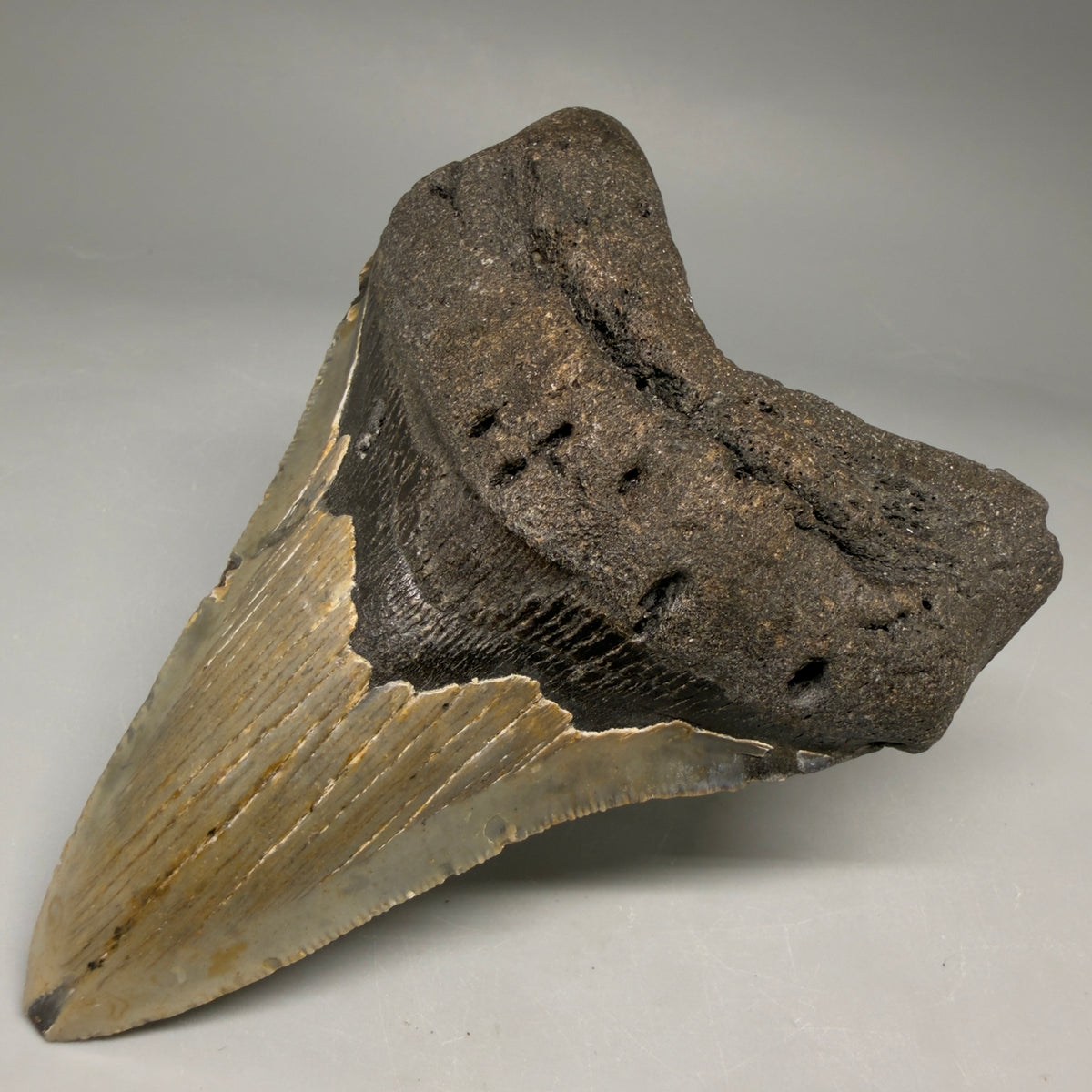 Front Right View Colorful 4.45" Authentic Megalodon Tooth – North Carolina Fossil | Carcharocles megalodon megalodonteeth.com CM6650