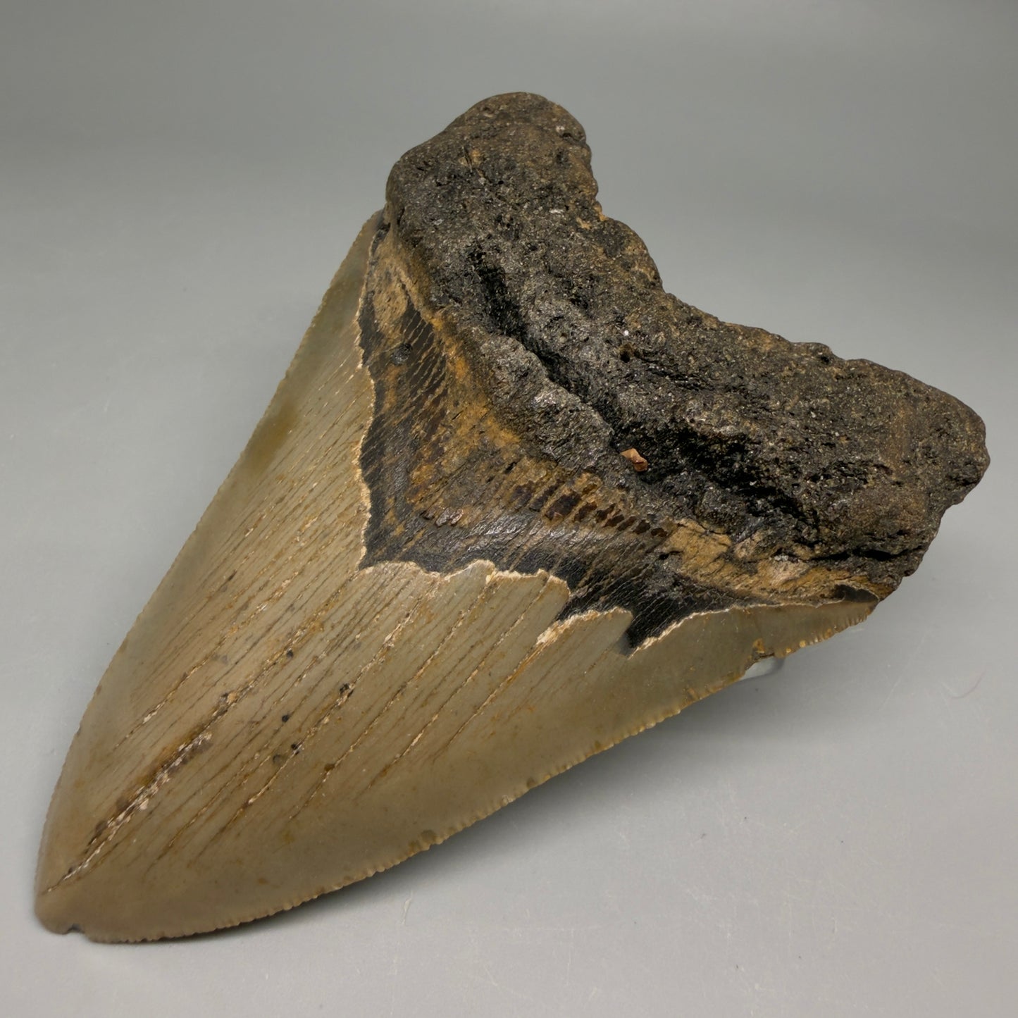 Front Right View Colorful 4.48" Authentic Megalodon Tooth – North Carolina Fossil | Carcharocles megalodon CM6515