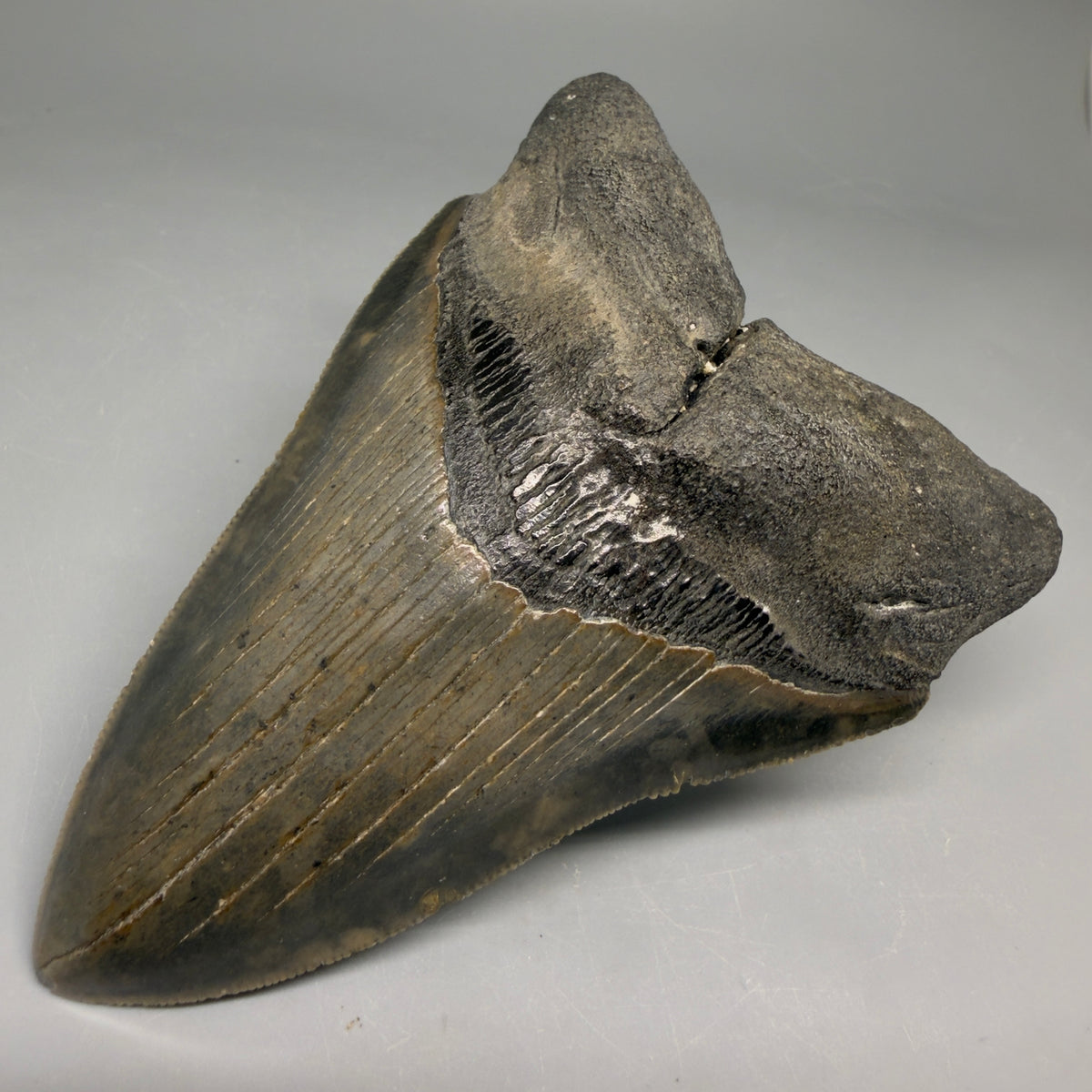 Front Right View Colorful 4.53" Authentic Megalodon Tooth – North Carolina Fossil | Carcharocles megalodon megalodonteeth.com CM6656