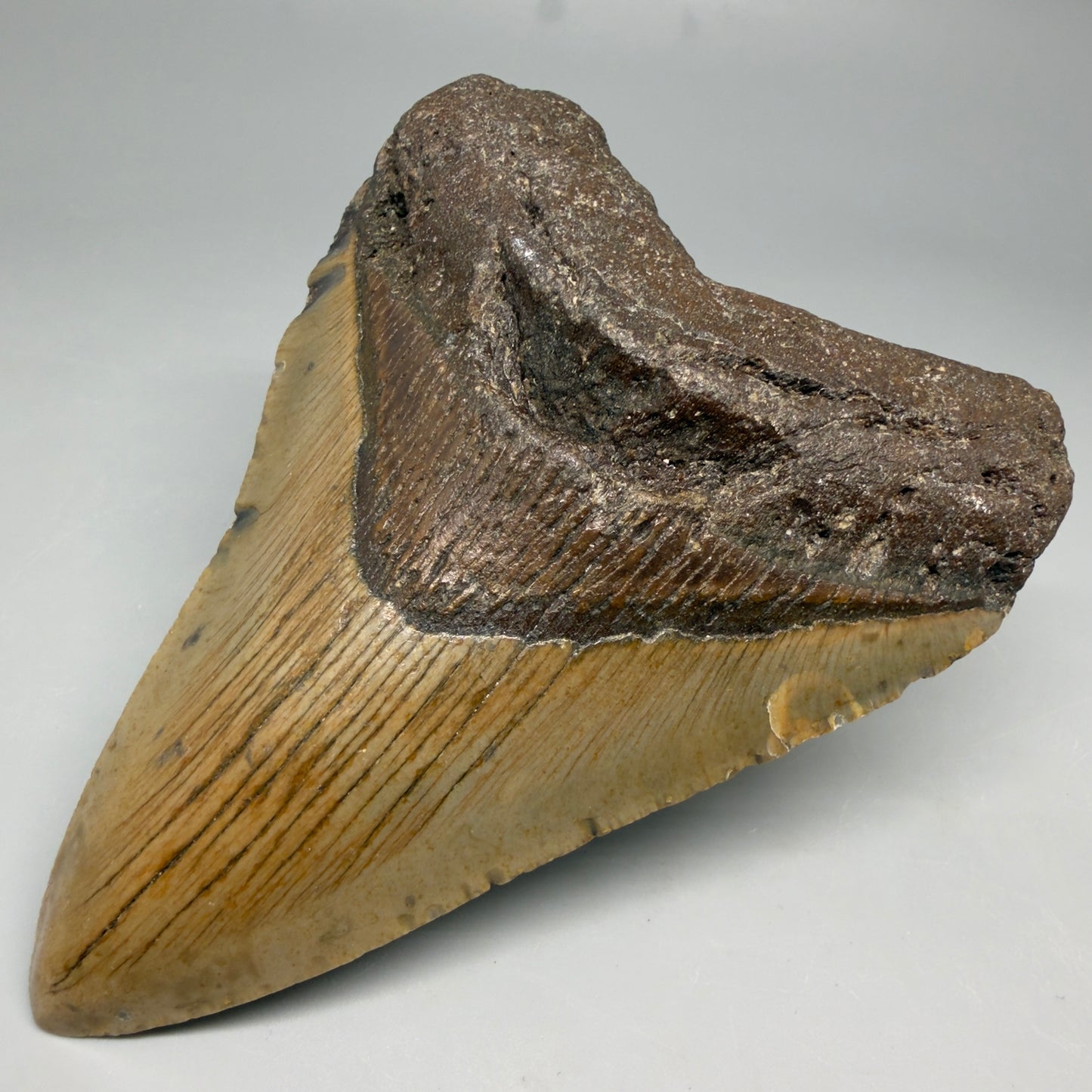 Front Right View Colorful 4.58" Authentic Megalodon Tooth – North Carolina Fossil | Carcharocles megalodon CM6812