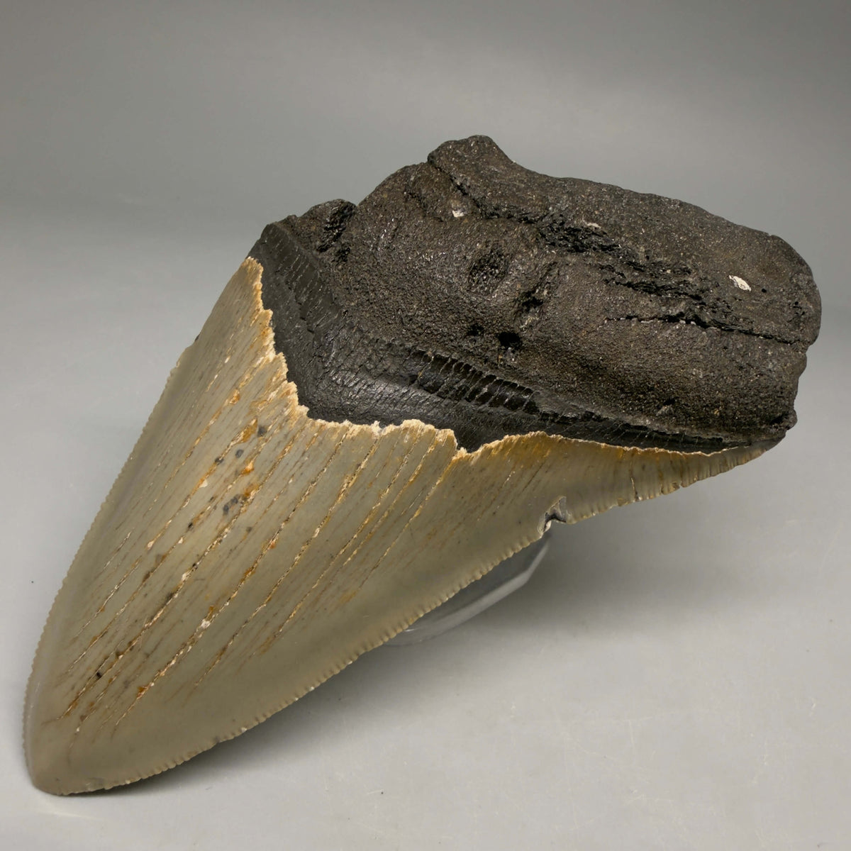 Front Right View Colorful 4.61" Authentic Megalodon Tooth – North Carolina Fossil | Carcharocles megalodon megalodonteeth.com CM6648