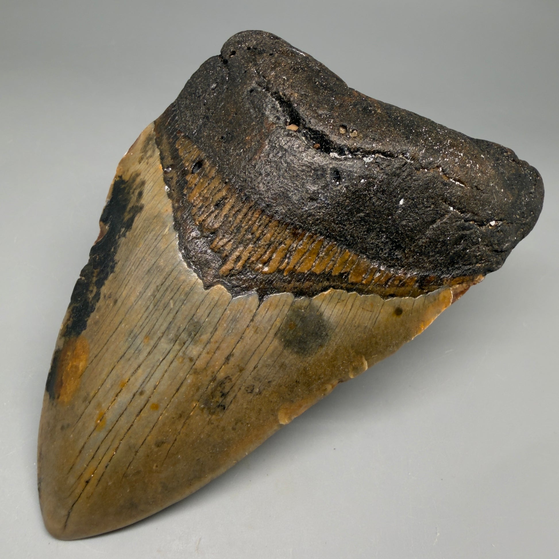 Front Right View Colorful 4.80" Authentic Megalodon Tooth – North Carolina Fossil | Carcharocles megalodon megalodonteeth.com CM6609