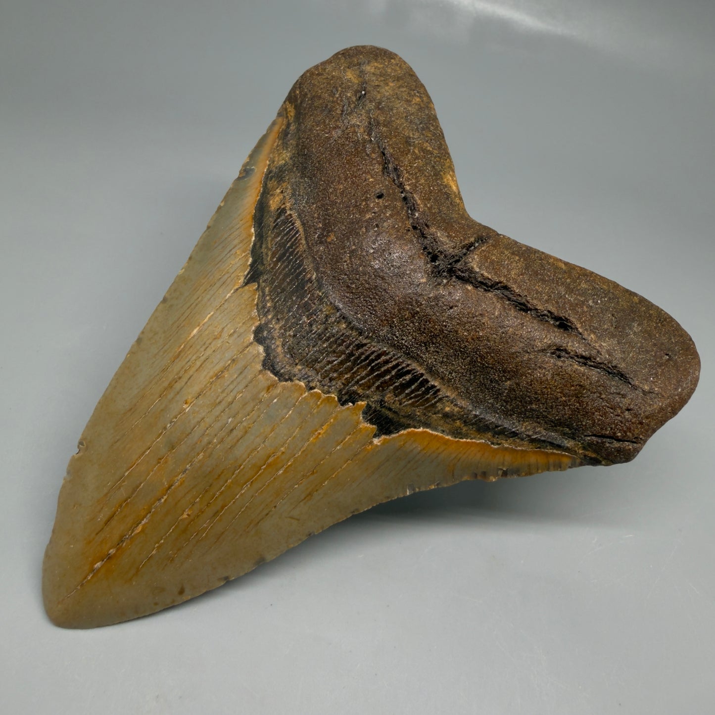 Front Right View Colorful 4.81" Authentic Megalodon Tooth – North Carolina Fossil | Carcharocles megalodon CM6519
