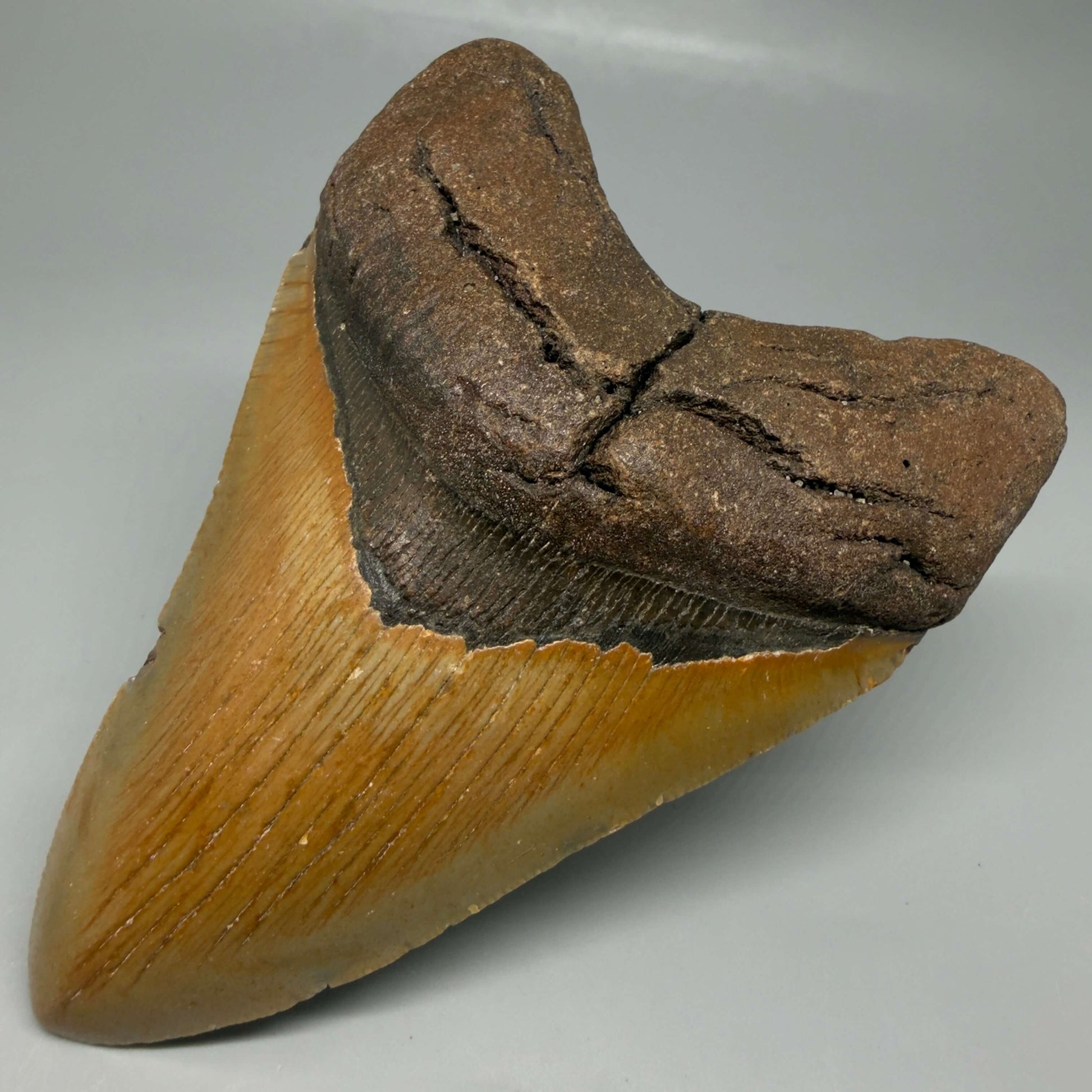 Front Right View Colorful 4.82" Authentic Megalodon Tooth – North Carolina Fossil | Carcharocles megalodon CM6474