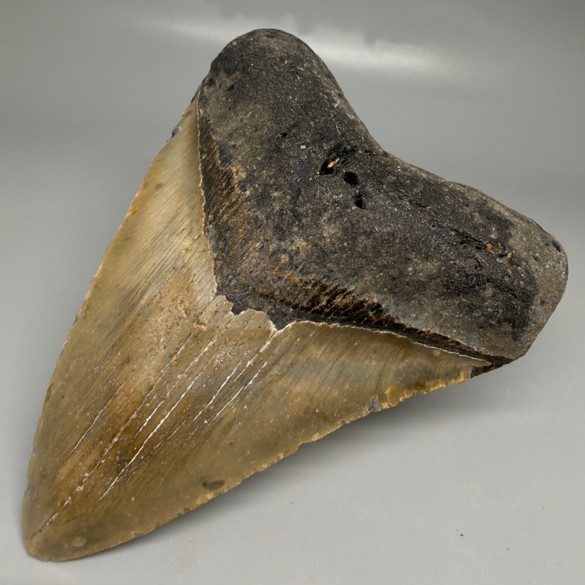 Front Right View Colorful 4.89" Authentic Megalodon Tooth – North Carolina Fossil | Carcharocles megalodon CM6520