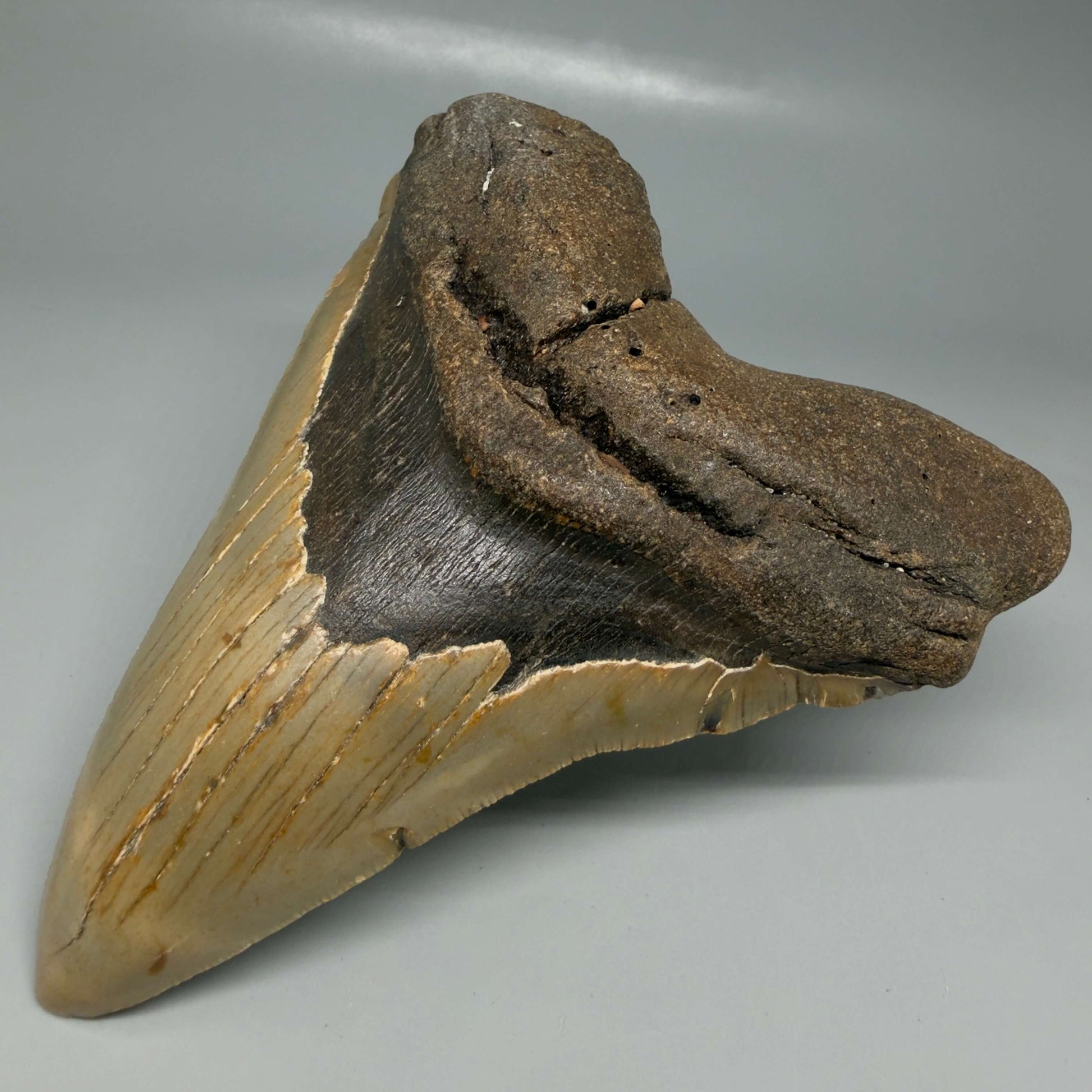 Front Right View Colorful 5.00" Authentic Megalodon Tooth – North Carolina Fossil | Carcharocles megalodon CM6475