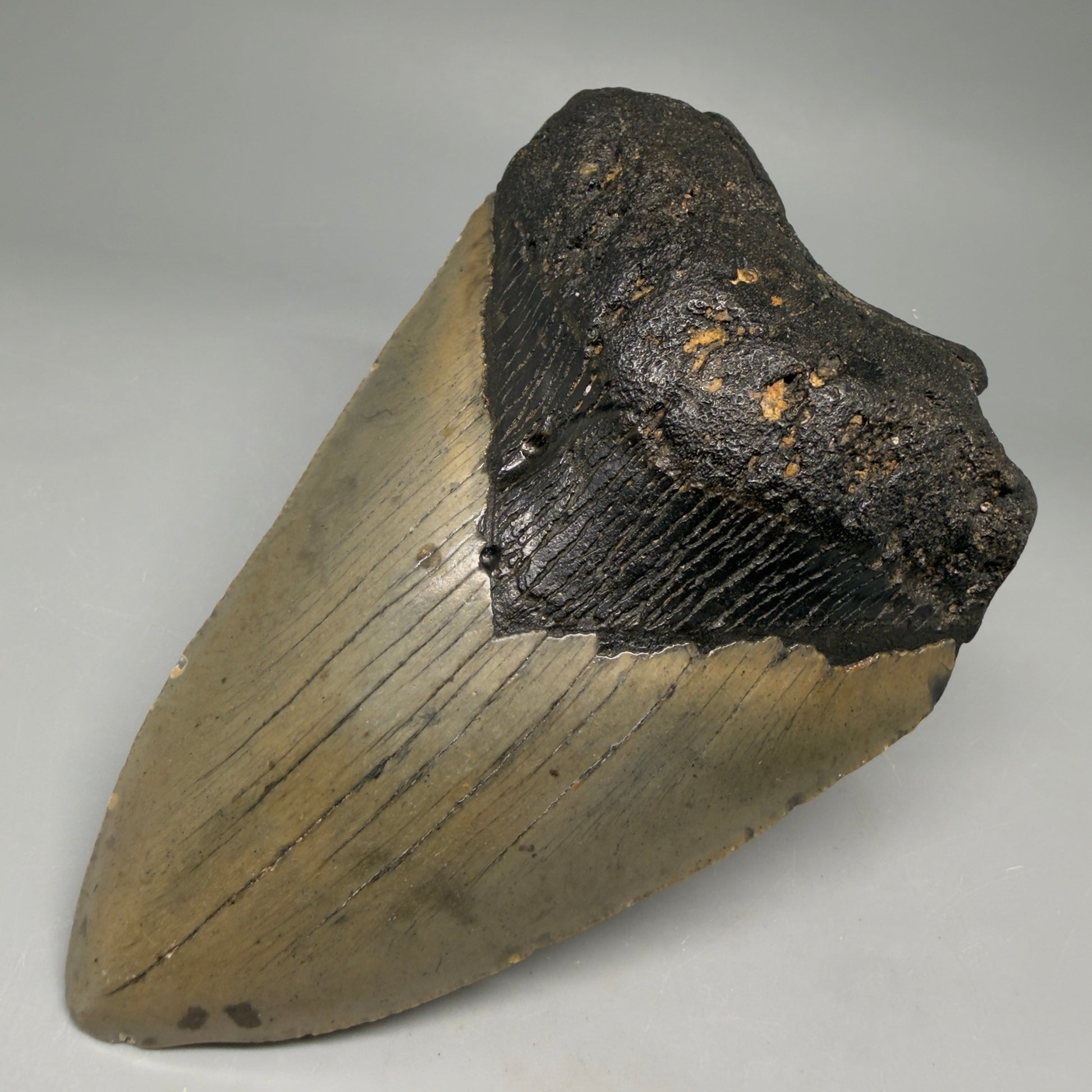 Front Right View Colorful 5.01" Authentic Megalodon Tooth – North Carolina Fossil | Carcharocles megalodon megalodonteeth.com CM6610