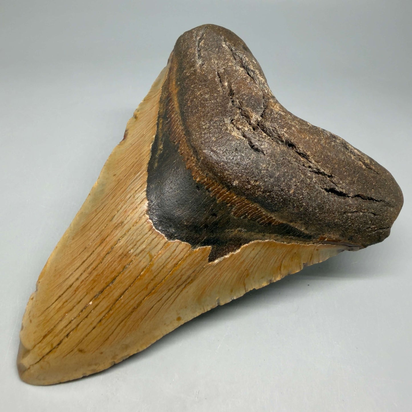 Front Right View Colorful 5.16" Authentic Fossil Megalodon Tooth – North Carolina CM6452 