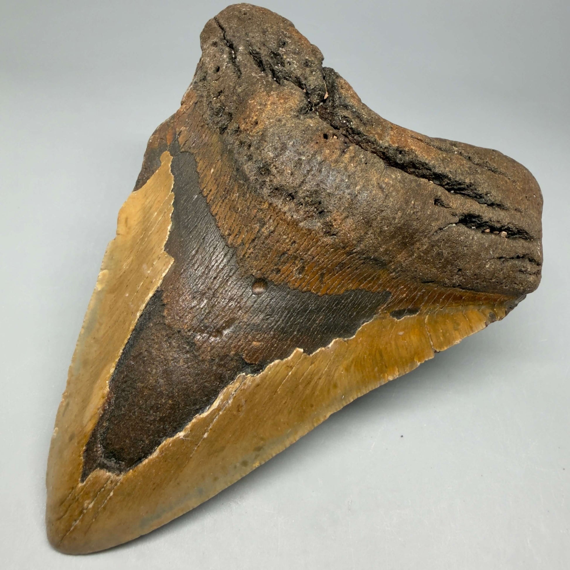 Front Right View Colorful 5.18" Authentic Megalodon Tooth – North Carolina Fossil | Carcharocles megalodon CM6461