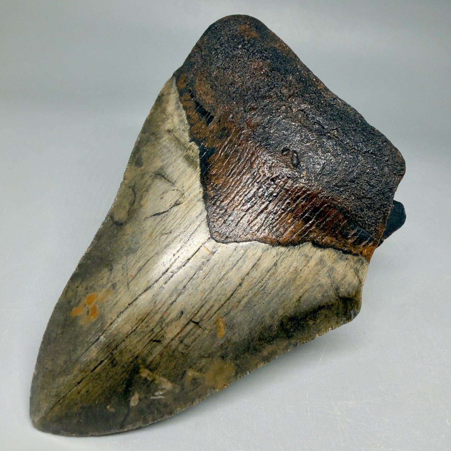 Front Right View Colorful 5.18" Authentic Megalodon Tooth – North Carolina Fossil | Carcharocles megalodon CM6462