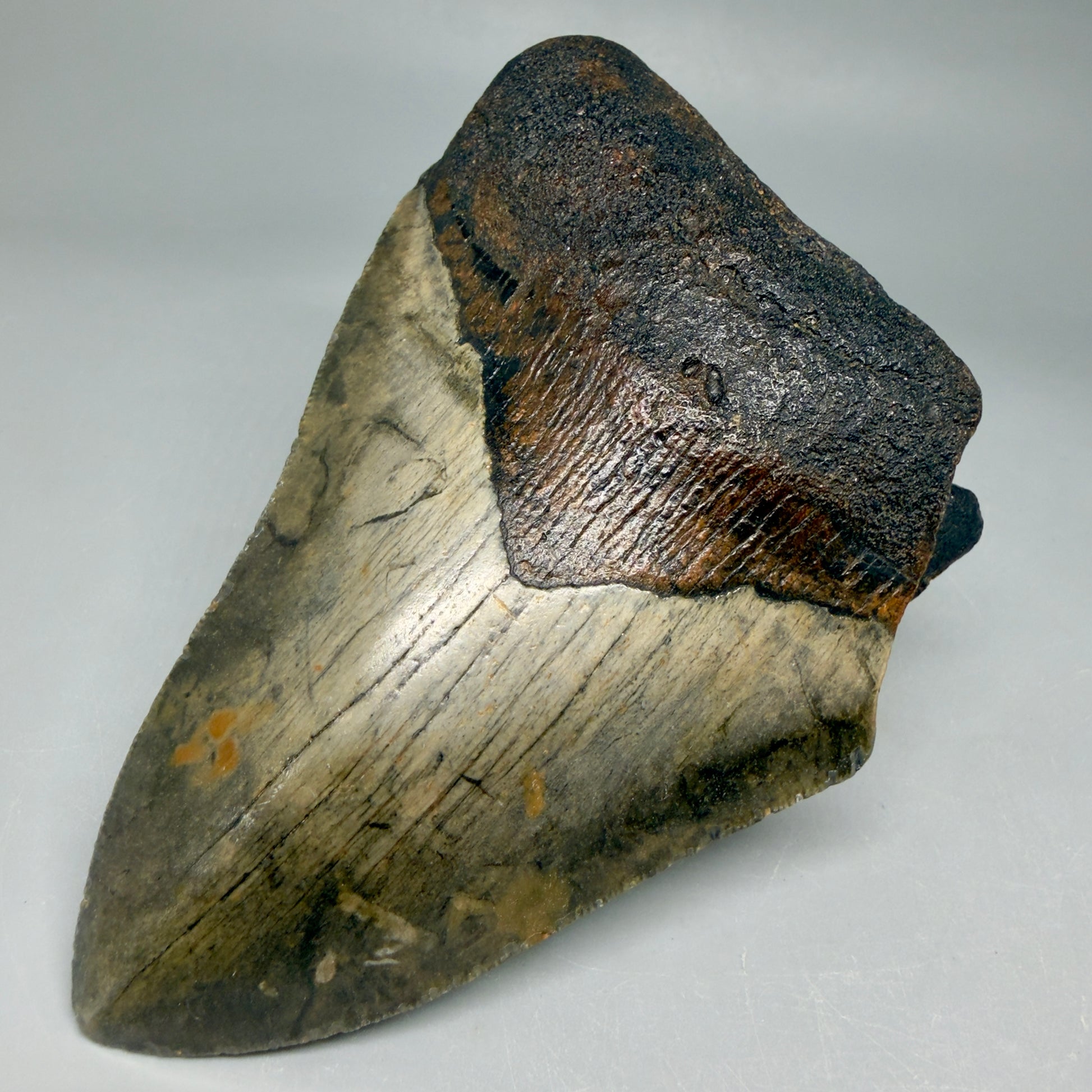 Front Right View Colorful 5.18" Authentic Megalodon Tooth – North Carolina Fossil | Carcharocles megalodon CM6462