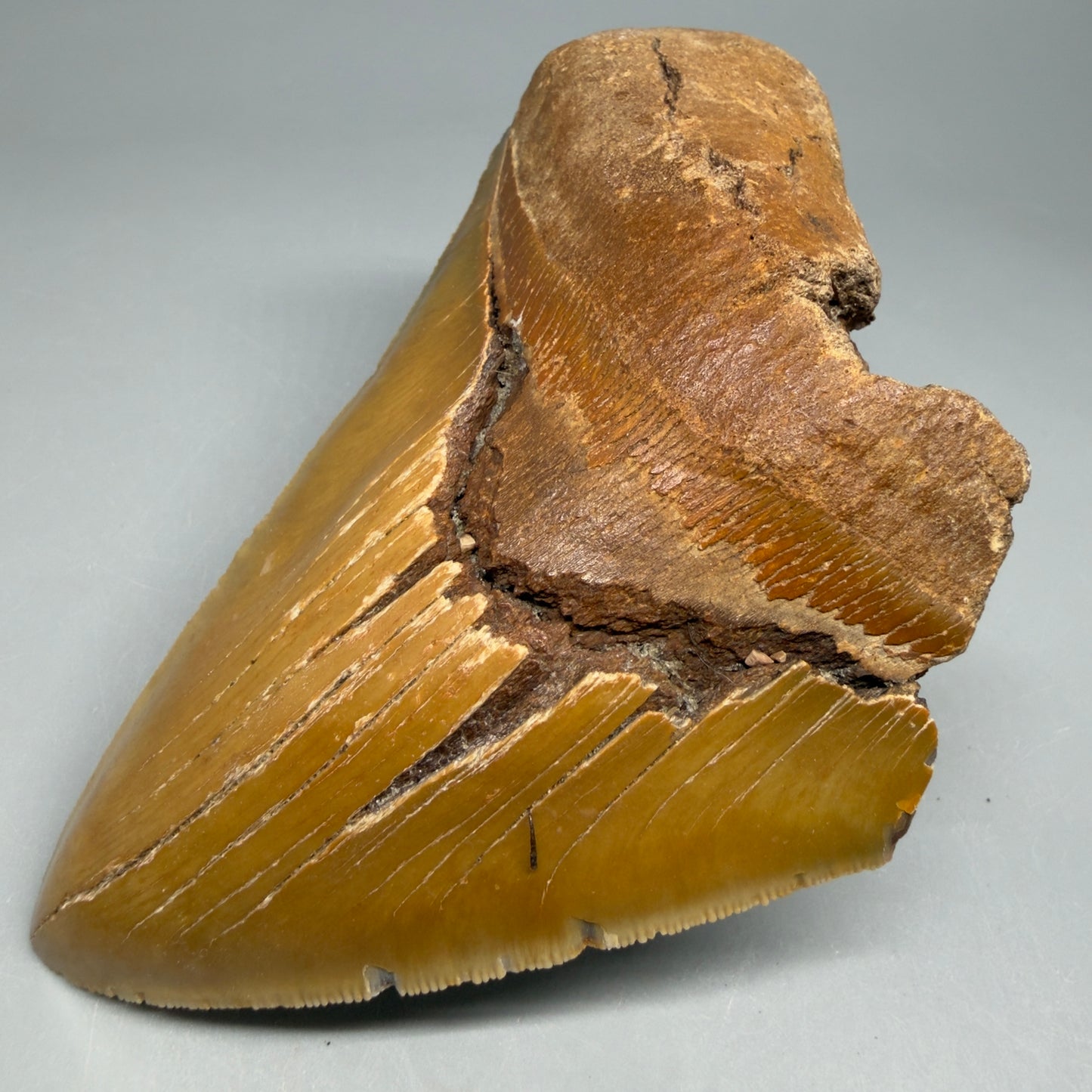 Front Right View Colorful 5.25" Authentic Megalodon Tooth – North Carolina Fossil | Carcharocles megalodon CM6460 