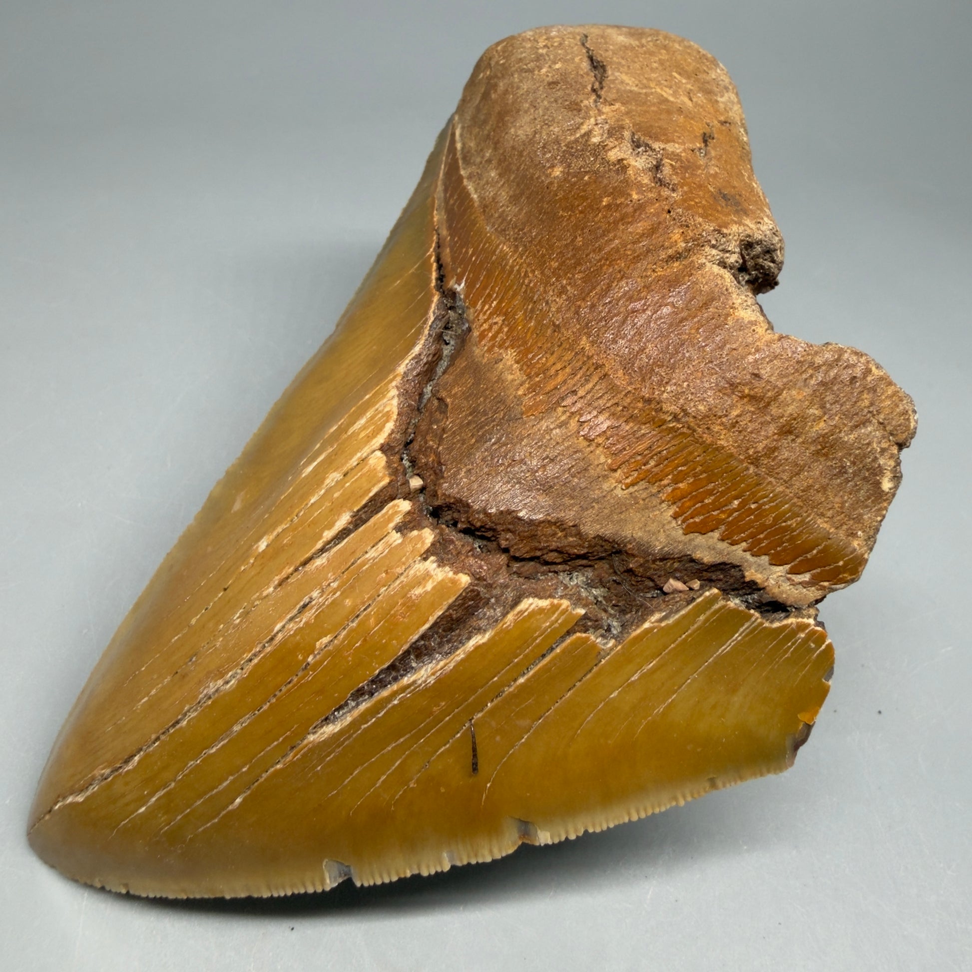 Front Right View Colorful 5.25" Authentic Megalodon Tooth – North Carolina Fossil | Carcharocles megalodon CM6460 