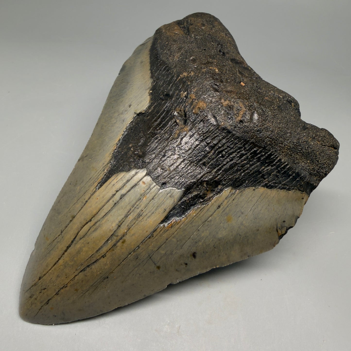 Front Right View Colorful 5.29" Authentic Megalodon Tooth – North Carolina Fossil | Carcharocles megalodon megalodonteeth.com CM6611