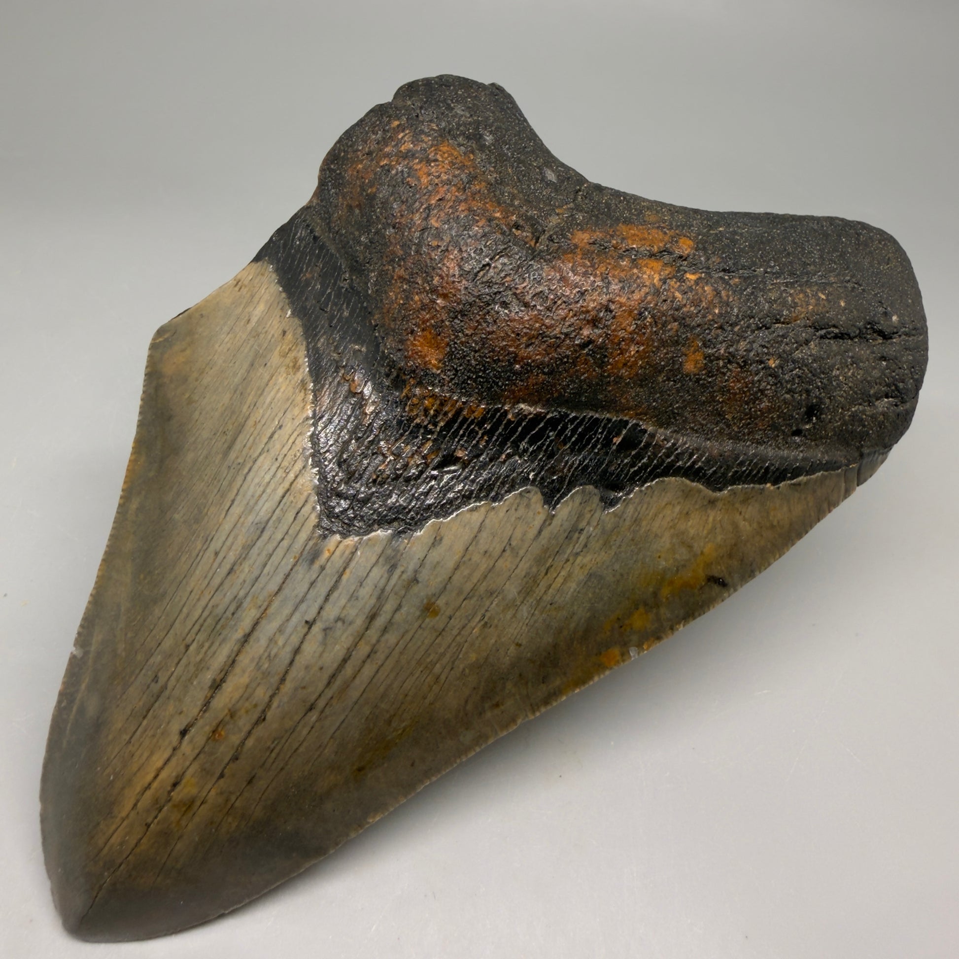 Front Right View Colorful 5.35" Authentic Megalodon Tooth – North Carolina Fossil | Carcharocles megalodon CM6581