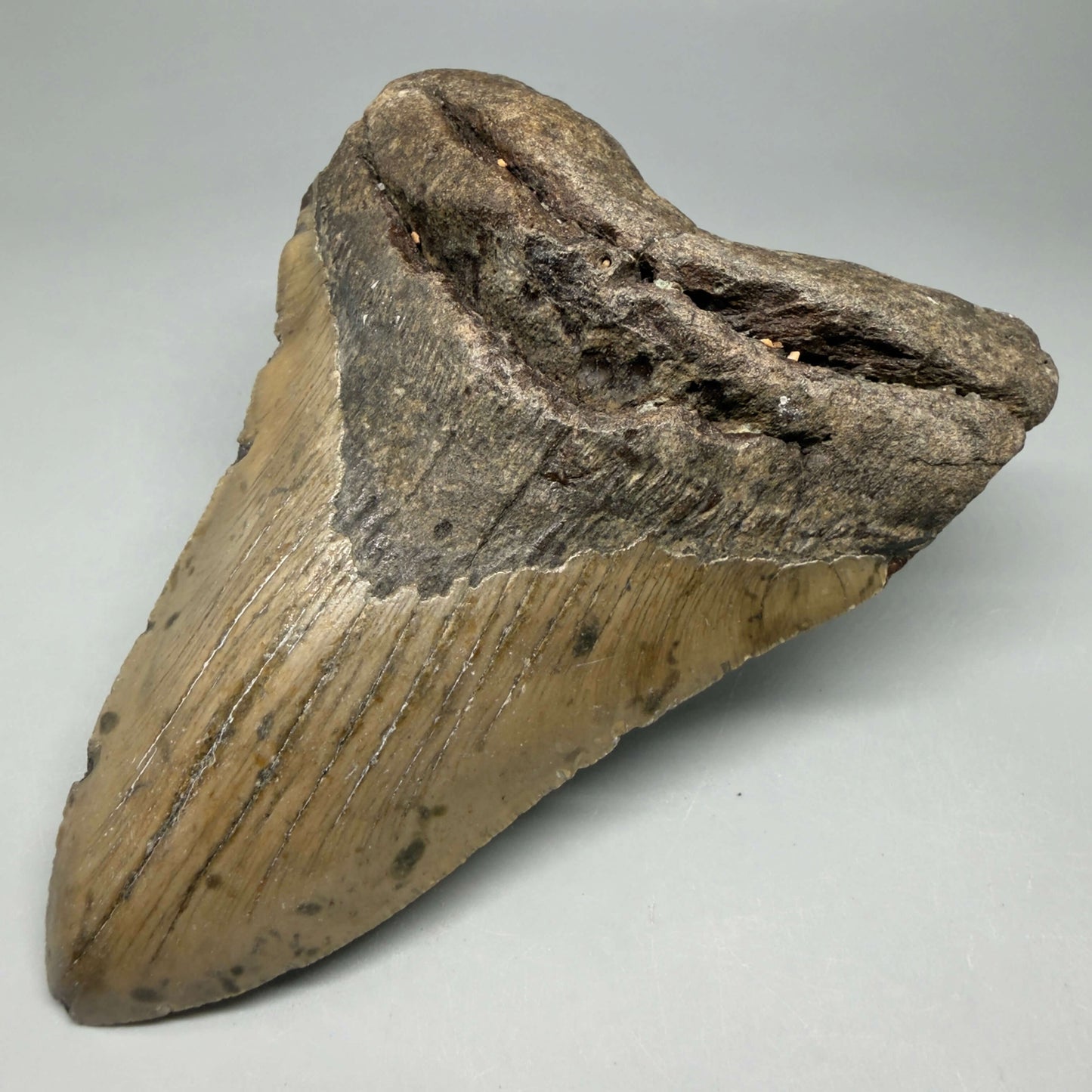 Front Right View Colorful 5.57" Authentic Megalodon Tooth – North Carolina Fossil | Carcharocles megalodon CM6456