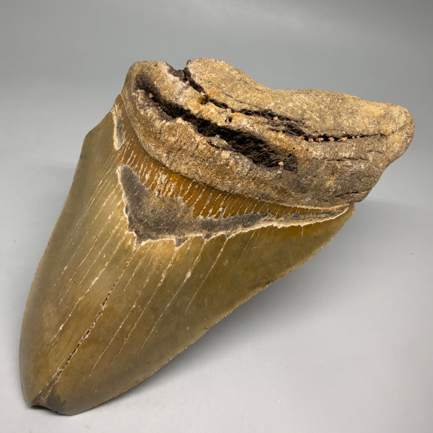 Front Right View Colorful 5.70" Authentic Megalodon Tooth – North Carolina Fossil | Carcharocles megalodon CM6582