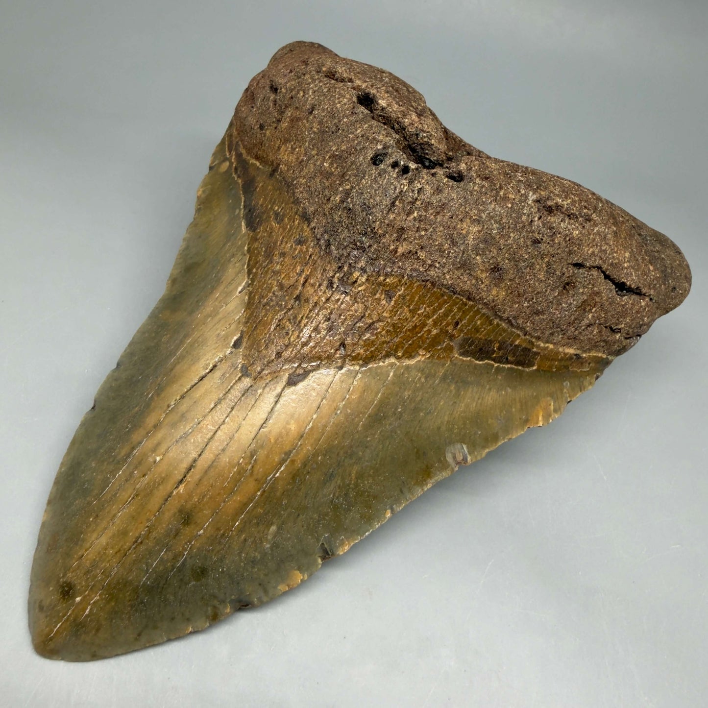 Front Right View Colorful 5.79" Authentic Megalodon Tooth – North Carolina Fossil | Carcharocles megalodon CM6457