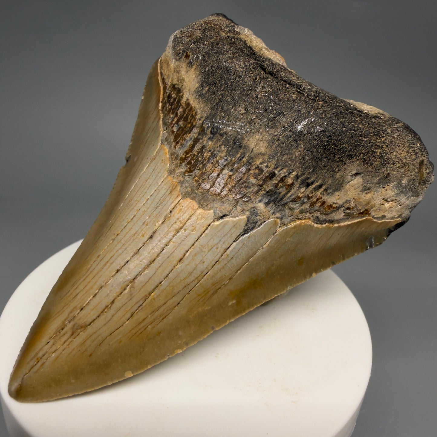 Front Right View Colorful Lower 3.27" Fossil Megalodon Tooth from North Carolina - megalodonteeth.com CM6500