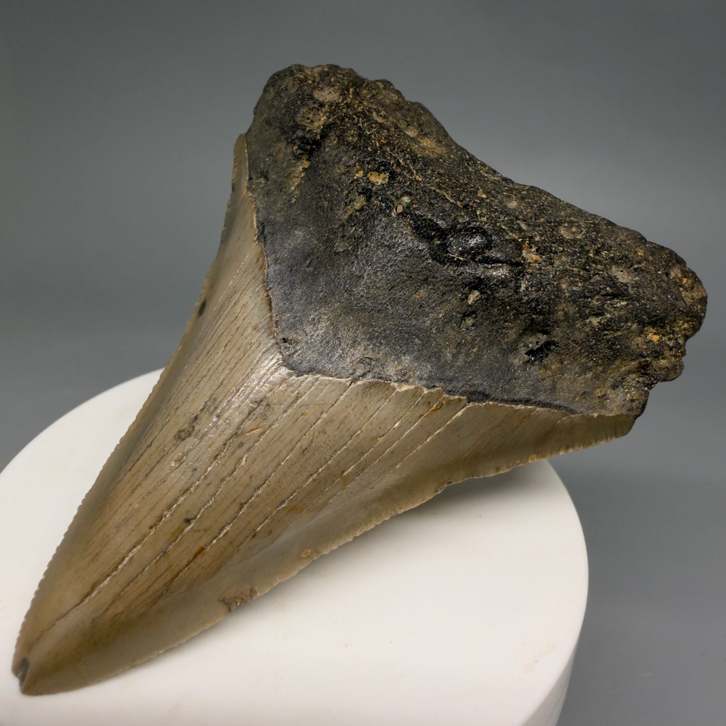 Front Right View Colorful Lower 3.32" Fossil Megalodon Tooth from North Carolina - megalodonteeth.com CM6577