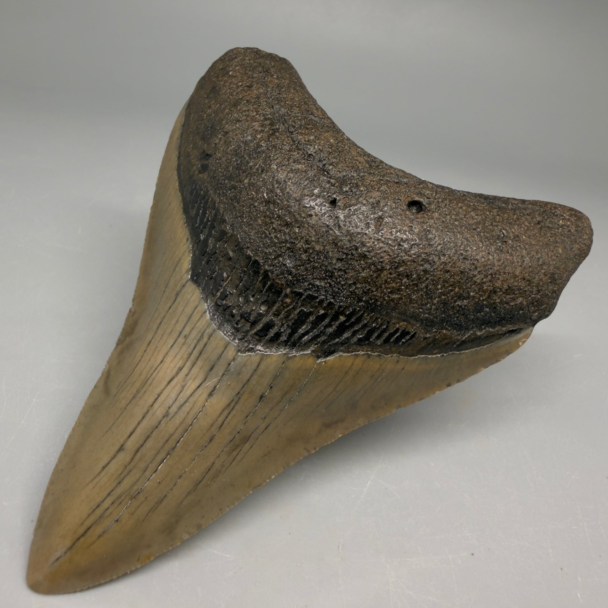 Front Right View Colorful Lower 3.70" Fossil Megalodon Tooth from North Carolina - megalodonteeth.com CM6502 