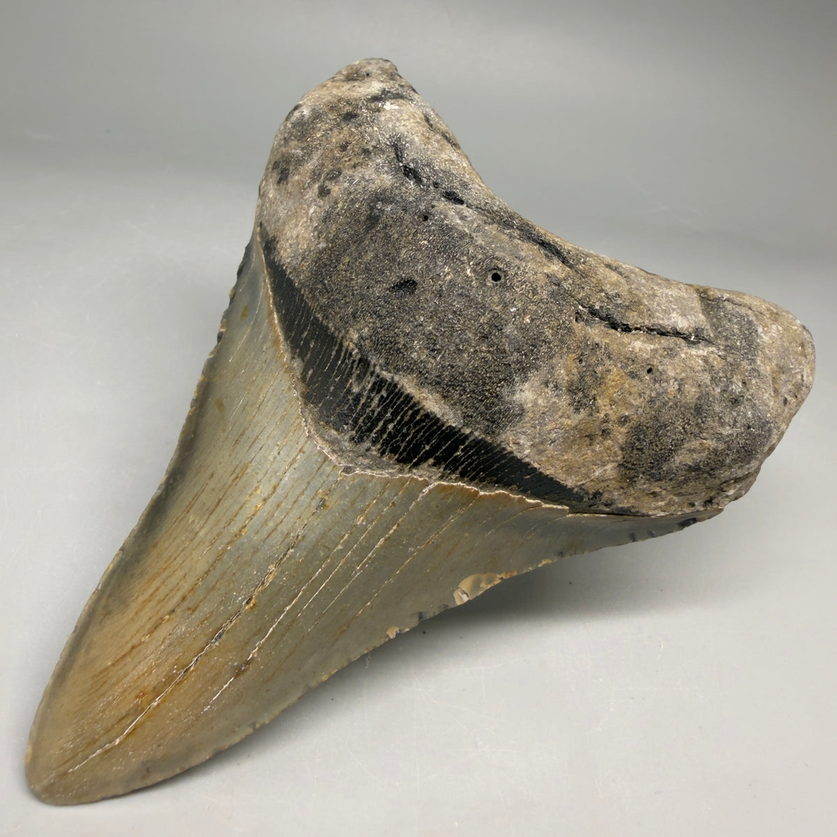 Front Right View Colorful Lower 4.41" Authentic Megalodon Tooth – North Carolina Fossil | Carcharocles megalodon megalodonteeth.com 