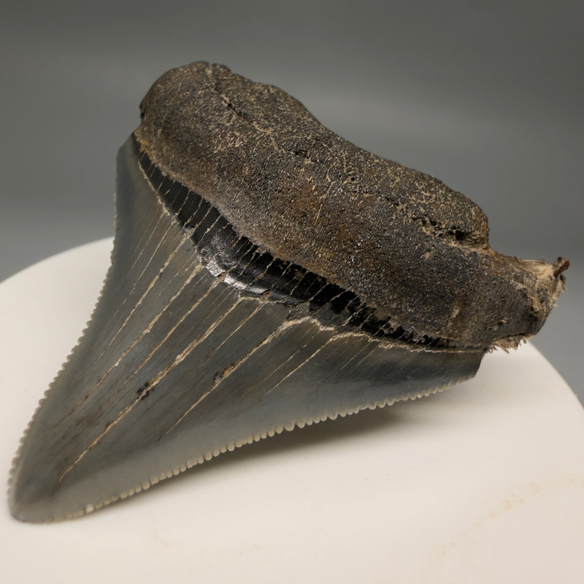 Front Right View Colorful, Sharply serrated 2.12" Fossil Megalodon Tooth – South Carolina River Find | Authentic megalodonteeth.com CM6731
