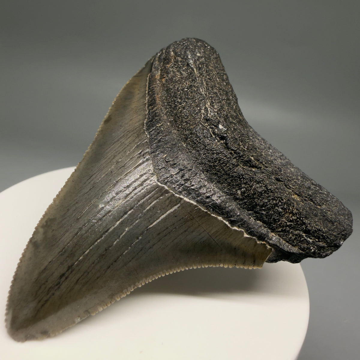 Front Right View Colorful, Sharply serrated 2.57" Fossil Megalodon Tooth – South Carolina River Find | Authentic megalodonteeth.com CM6739