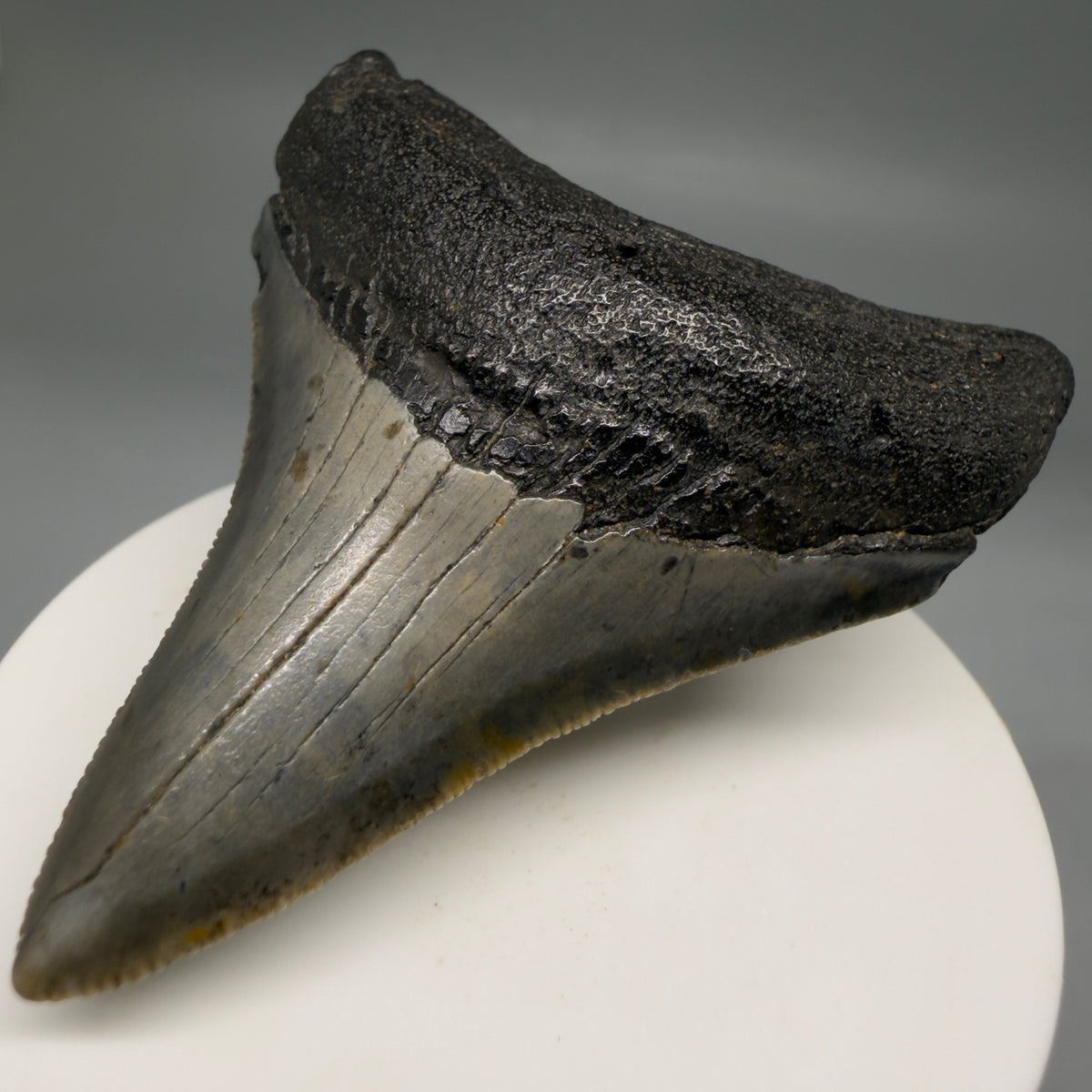 Front Right View Colorful, Sharply serrated 2.79" Fossil Megalodon Tooth – South Carolina River Find | Authentic megalodonteeth.com CM6741