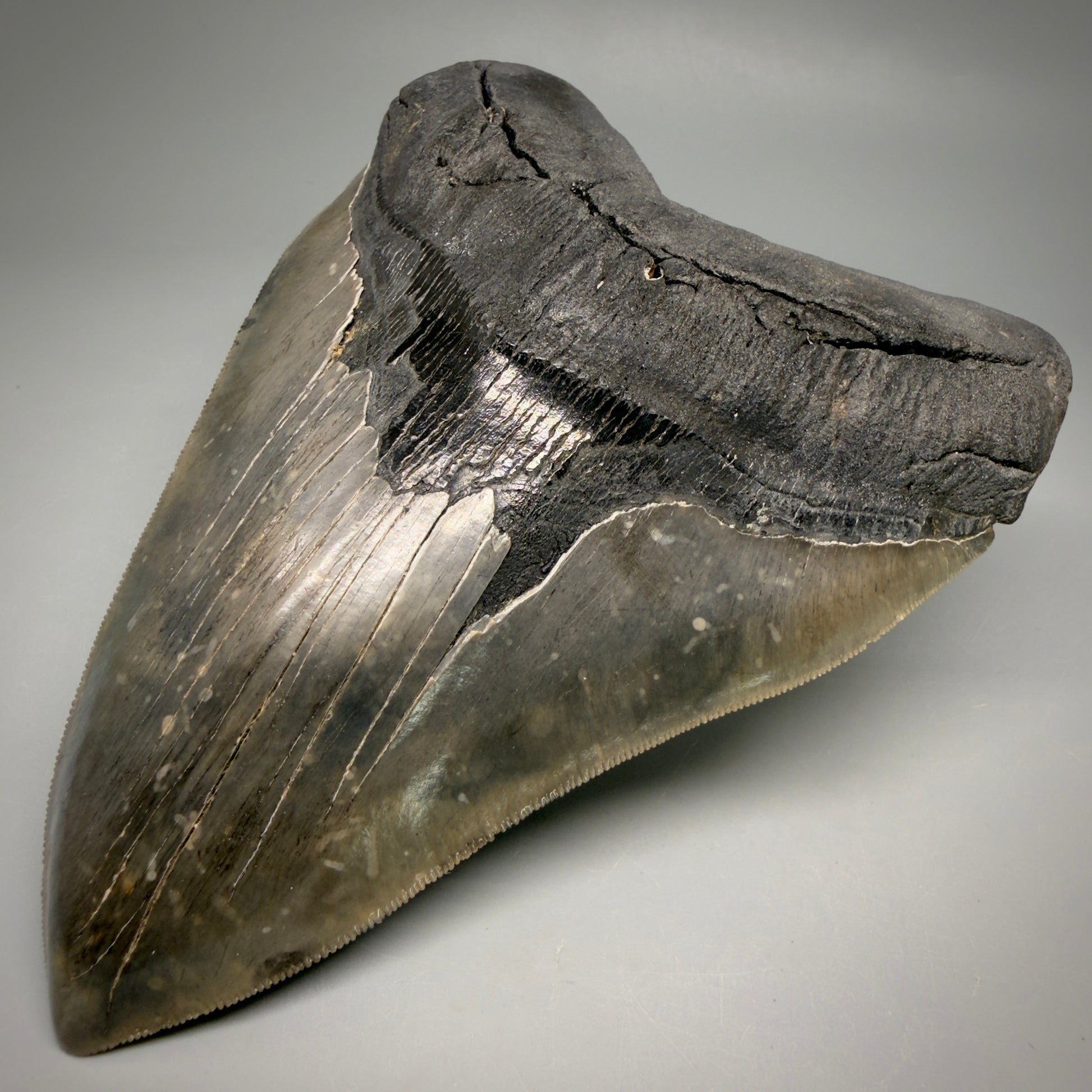 Front Right View Colorful, collector's quality 5.75" Fossil Monster Megalodon Tooth - South Carolina, USA megalodonteeth.com CM6607