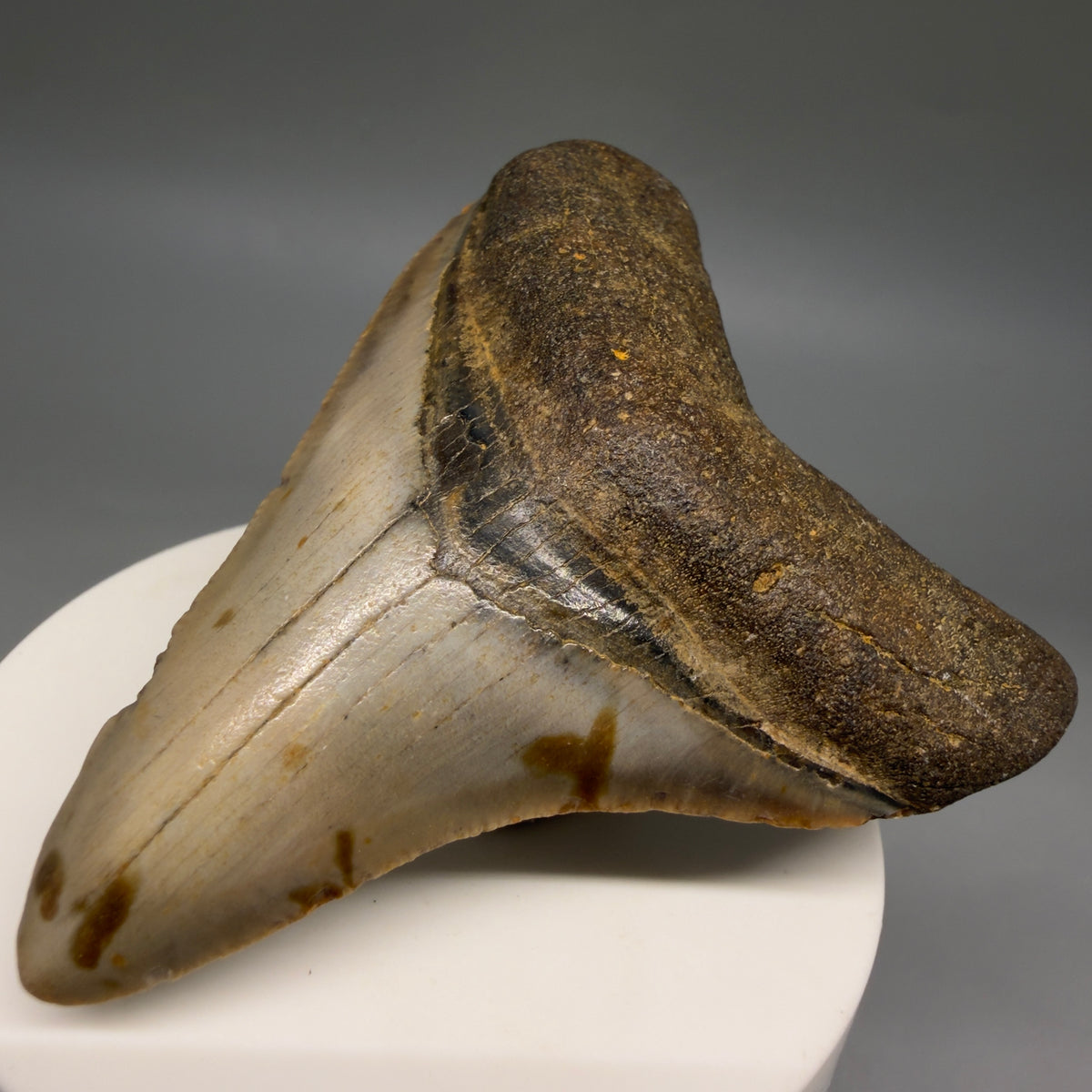 Front Right View Colorful, heart-shaped 3.00" Fossil Megalodon Tooth from North Carolina - megalodonteeth.com CM6793