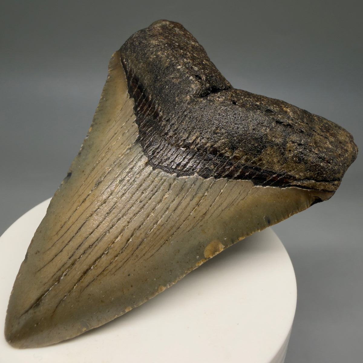 Front Right View Colorful, heart-shaped 3.35" Fossil Megalodon Tooth from North Carolina - megalodonteeth.com CM6806