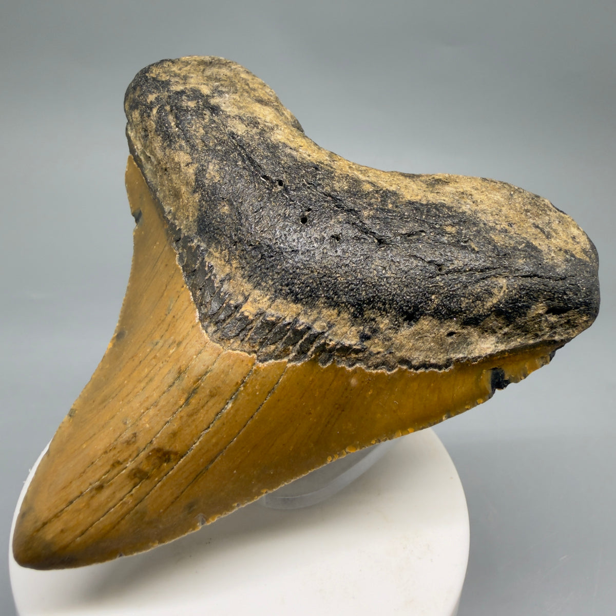 Front Right View Colorful, heart-shaped 3.38" Fossil Megalodon Tooth from North Carolina - megalodonteeth.com CM6635