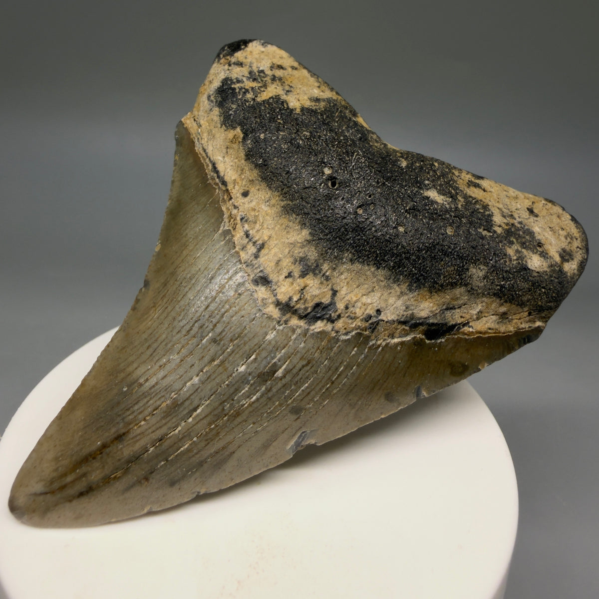 Front Right View Colorful, heart-shaped 3.41" Fossil Megalodon Tooth from North Carolina - megalodonteeth.com CM6796
