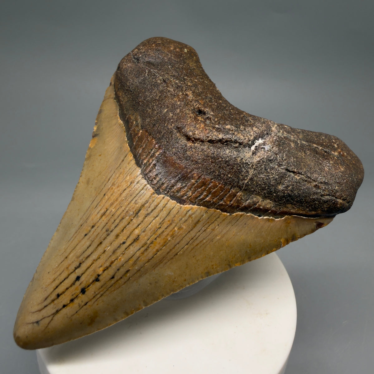 Front Right View Colorful, heart-shaped 3.46" Fossil Megalodon Tooth from North Carolina - megalodonteeth.com CM6636