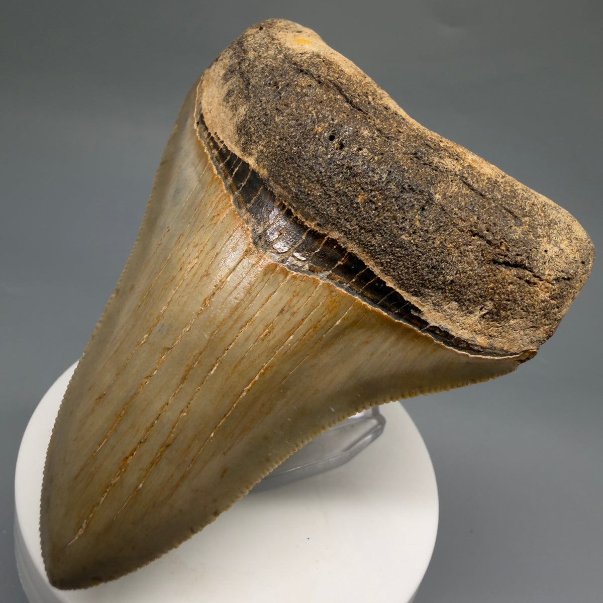 Front Right View Colorful, heart-shaped 3.47" Fossil Megalodon Tooth from North Carolina - megalodonteeth.com CM6767