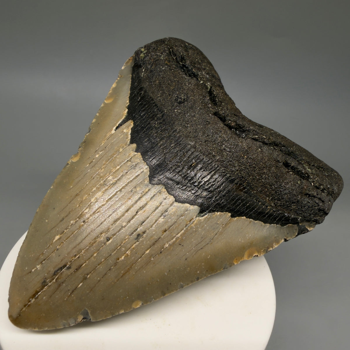 Front Right View Colorful, heart-shaped 3.57" Fossil Megalodon Tooth from North Carolina - megalodonteeth.com CM6803