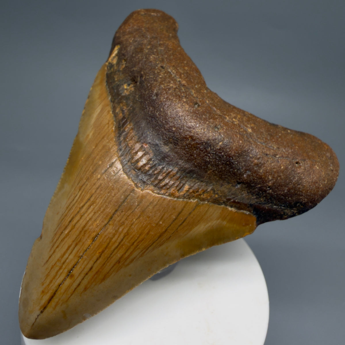 Front Right View Colorful, heart-shaped 3.59" Fossil Megalodon Tooth from North Carolina - megalodonteeth.com CM6642