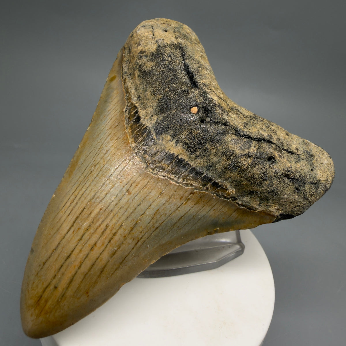 Front Right View Colorful, heart-shaped 3.61" Fossil Megalodon Tooth from North Carolina - megalodonteeth.com CM6640