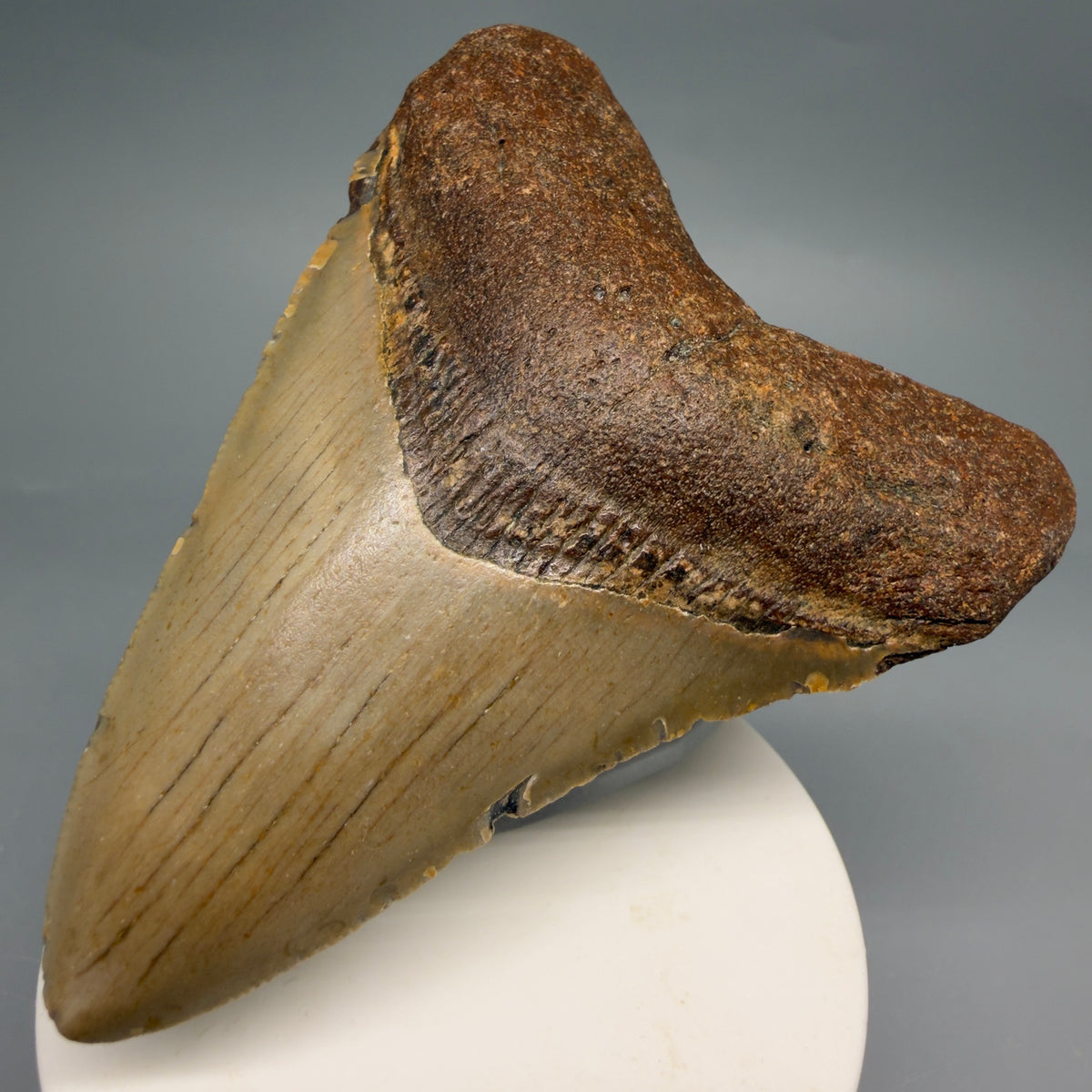 Front Right View Colorful, heart-shaped 3.62" Fossil Megalodon Tooth from North Carolina - megalodonteeth.com CM664