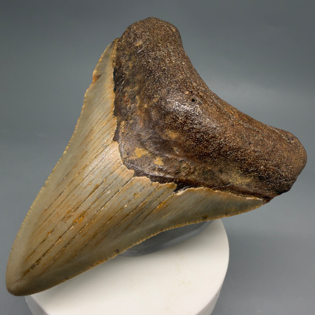Front Right View Colorful, heart-shaped 3.63" Fossil Megalodon Tooth from North Carolina - megalodonteeth.com CM6643