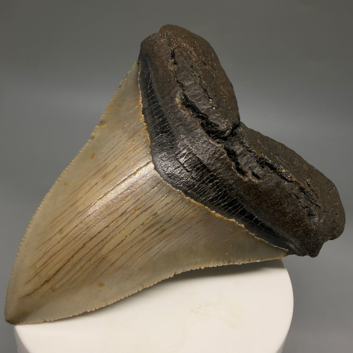 Front Right View Colorful, heart-shaped 3.67" Fossil Megalodon Tooth from North Carolina - megalodonteeth.com CM6804