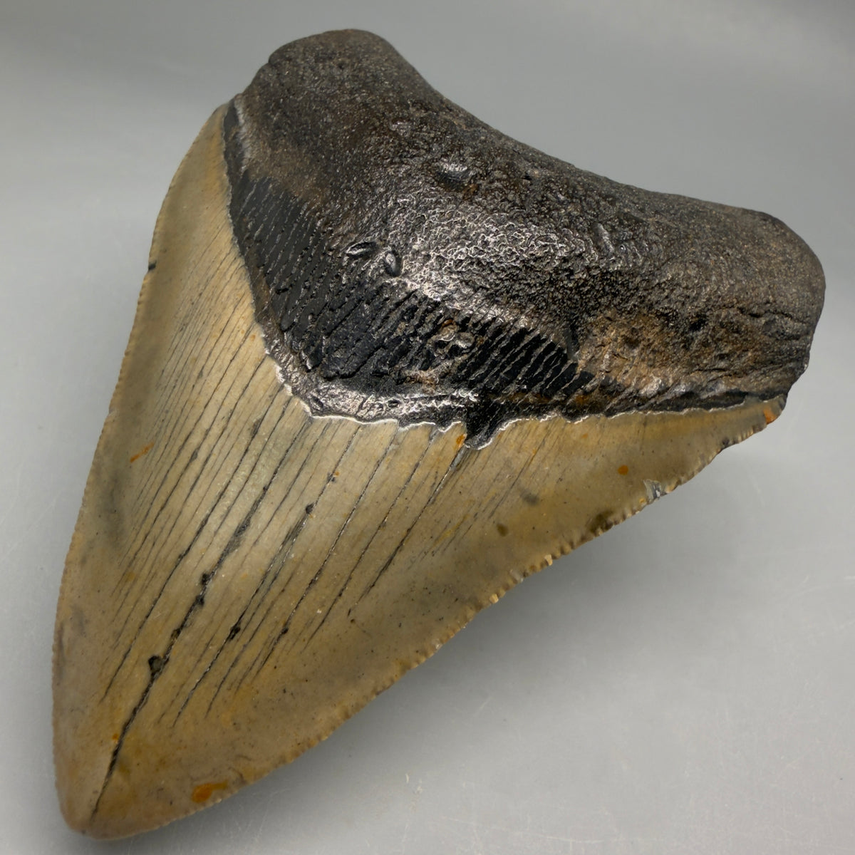 Front Right View Colorful, heart-shaped 3.68" Fossil Megalodon Tooth from North Carolina - megalodonteeth.com CM6646