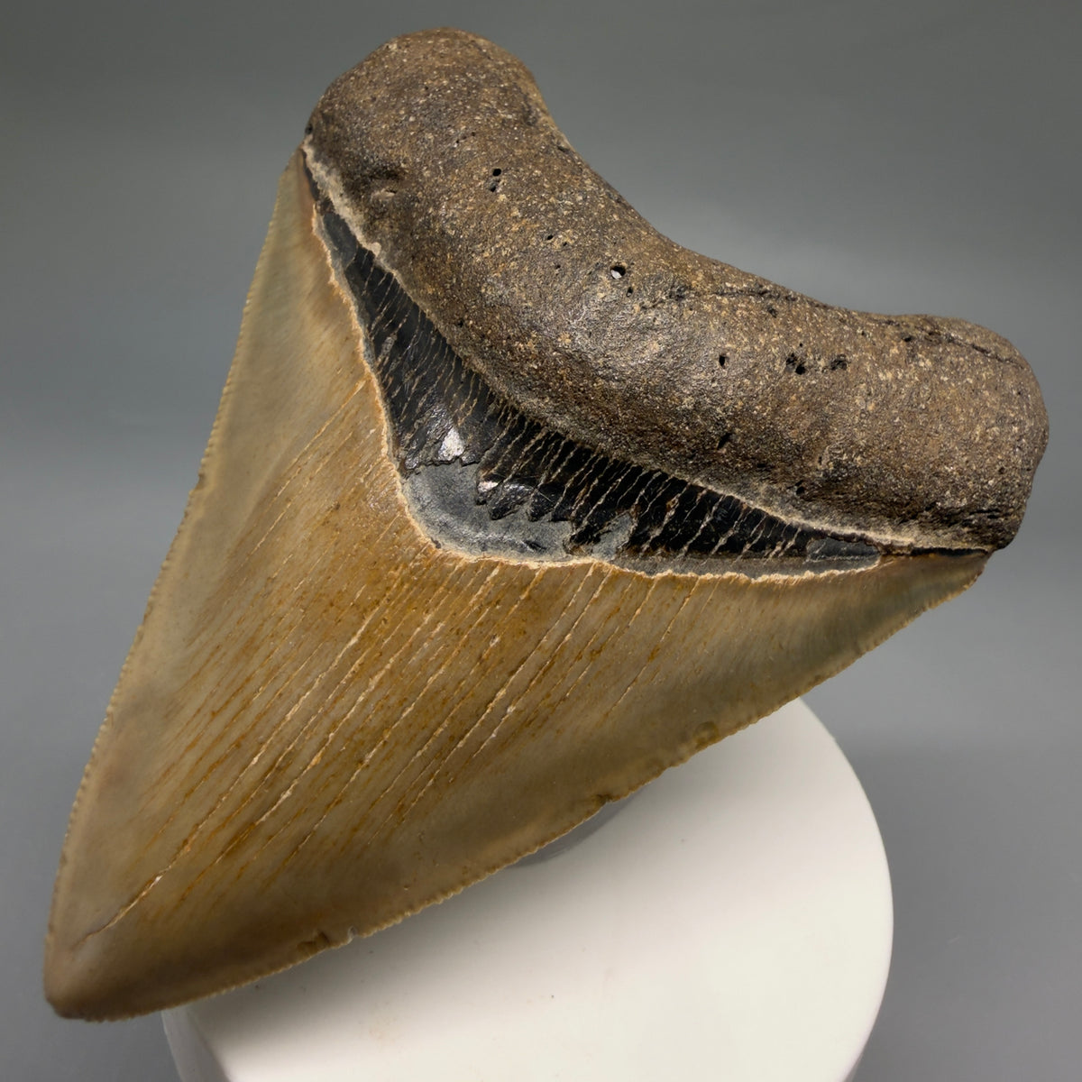 Front Right View Colorful, heart-shaped 3.70" Fossil Megalodon Tooth from North Carolina - megalodonteeth.com CM6772